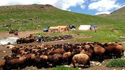 استفاده از خوراک آماده دام به جای علوفه خام اولویت سازمان امور عشایر است/ تخصیص یک هزار میلیارد تومان به طرح‌های رفع تنش آبی جامعه عشایر